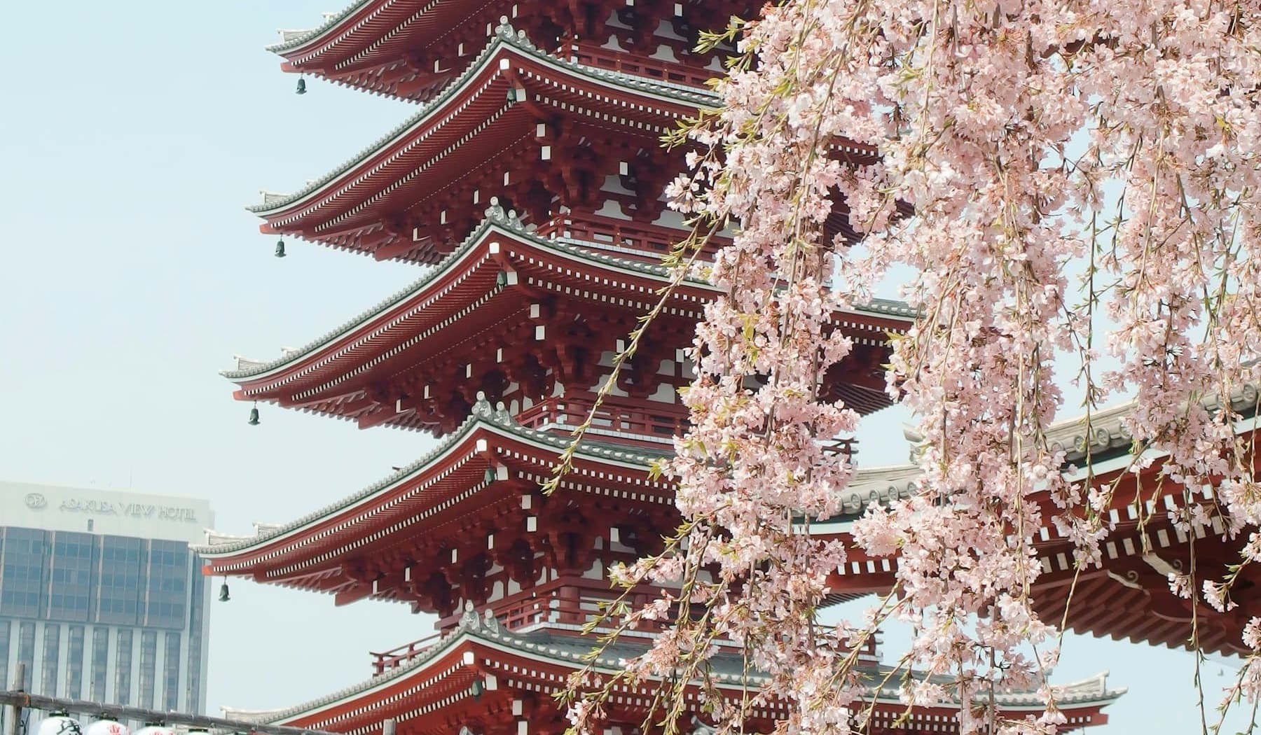 The 5-storey pagoda at Sensō-ji framed by weeping cherry blossom
