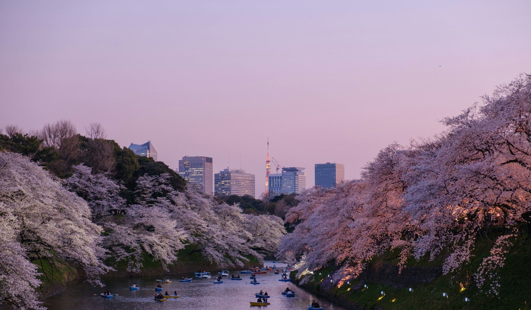 Rowing boats on the Imperial Palace moat at Chidorigafuchi under cherry blossom