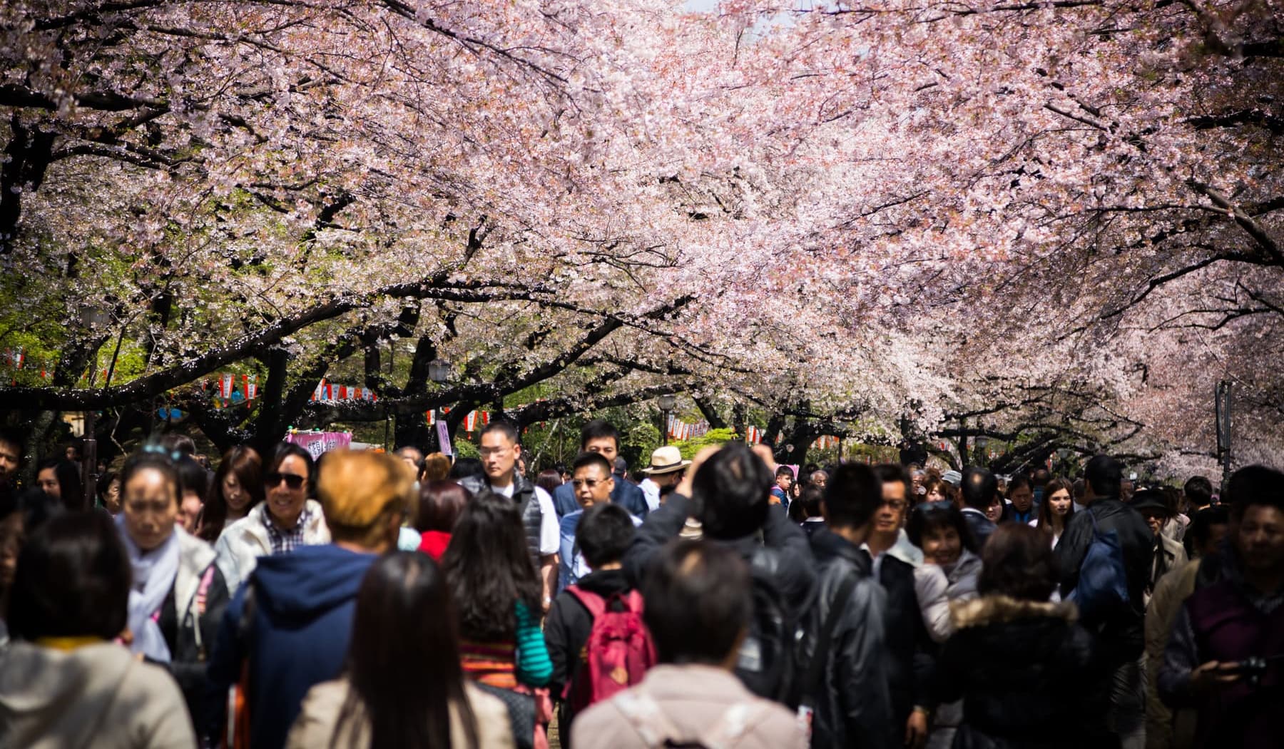 Cherry trees in full blossom along the central avenue of Ueno Park