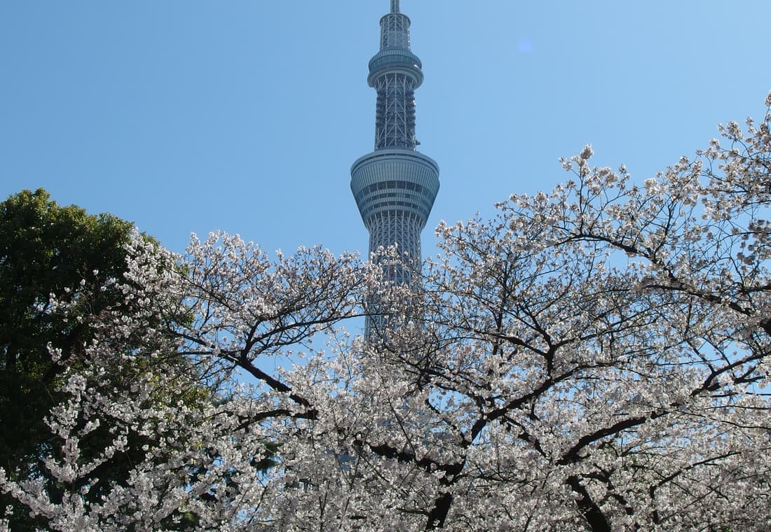 Tokyo Skytree @ Sumida Park Cherry Blossom Festival @ Sumida Park (13582304313)