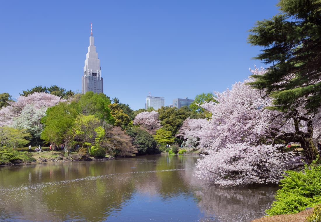 Shinjuku Gyoen National Garden sakura 3