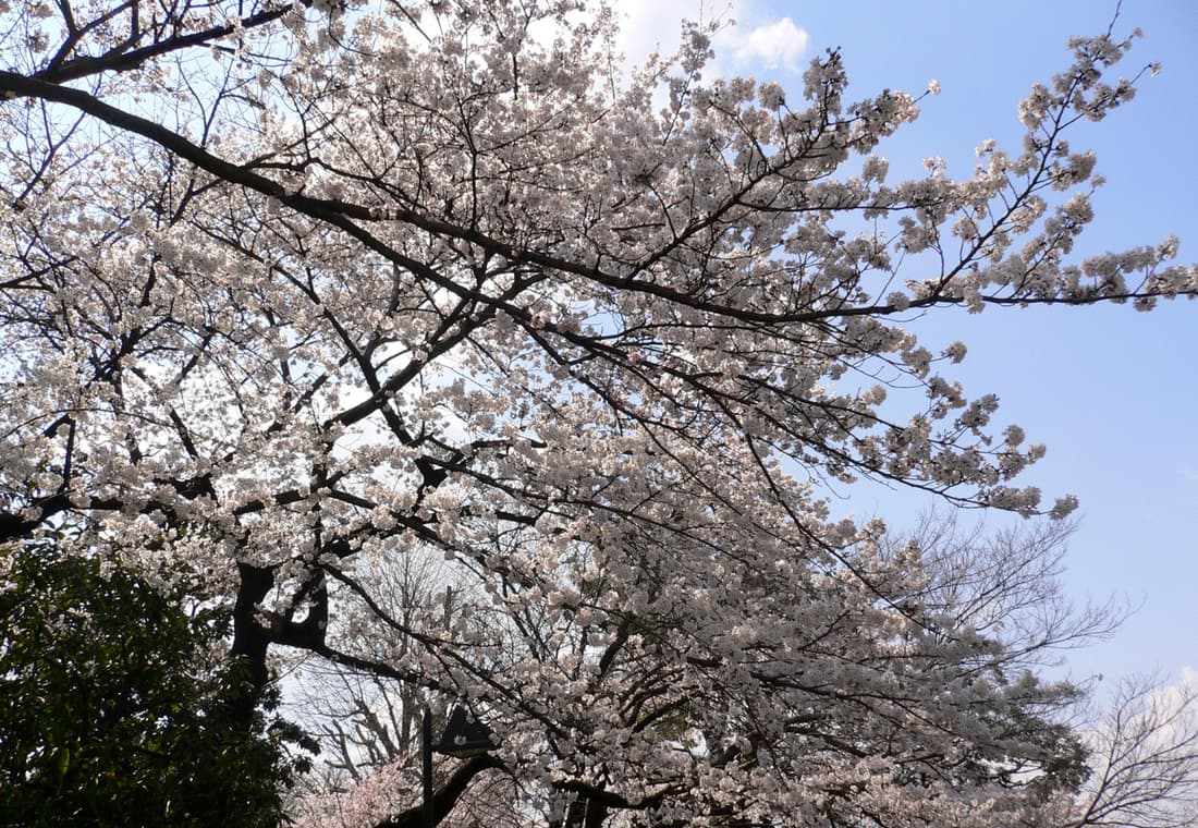Sakura in Ueno Park