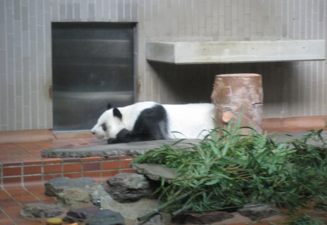 Ling Ling at Ueno Zoo